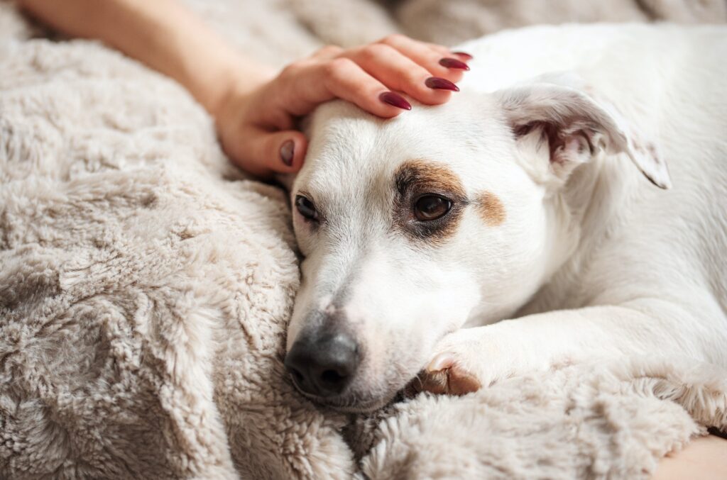 Woman hand touching a cute relaxed jack russell dog. End of life care for pets