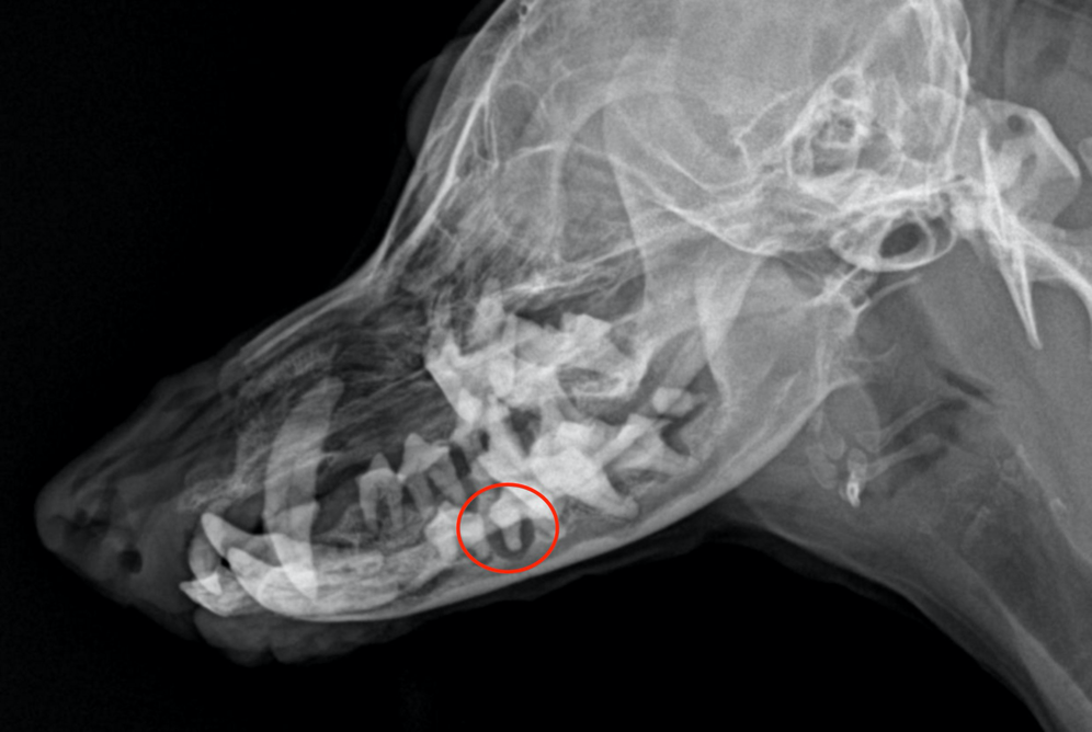 dog teeth health