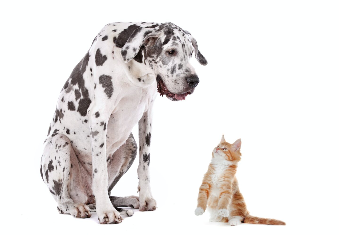 A dog and a cat