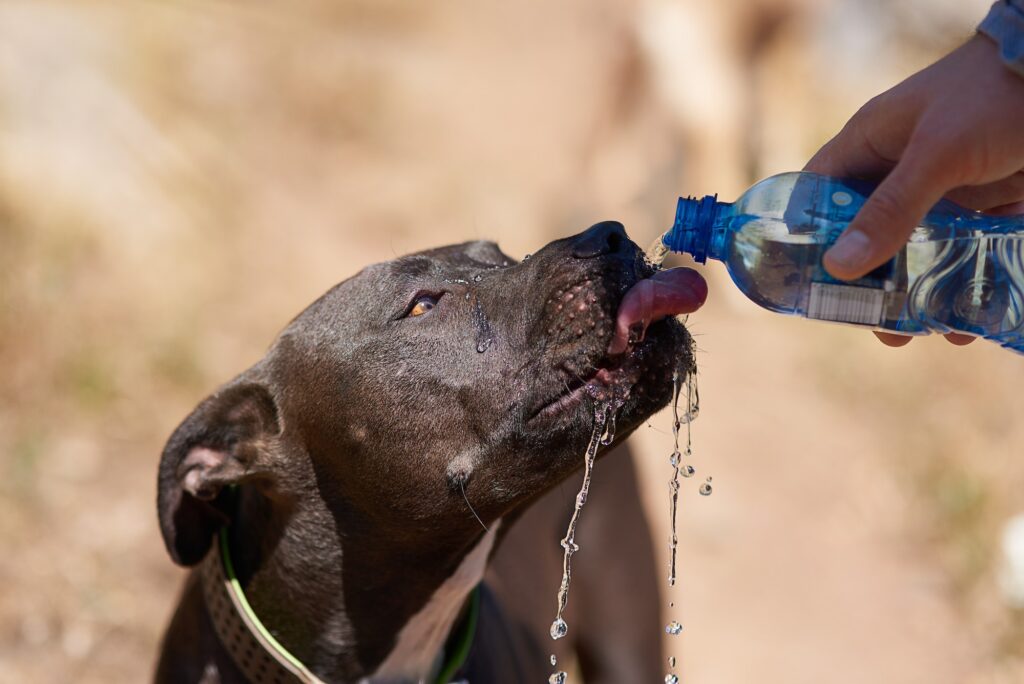 Cropped shot of a dog drinking water from his owners bottle while running in the woods