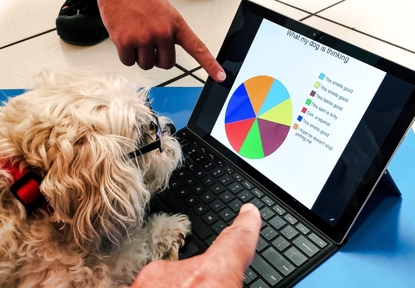 Cute pets wearing glasses in funniest photos using laptop with data chart of her activities.