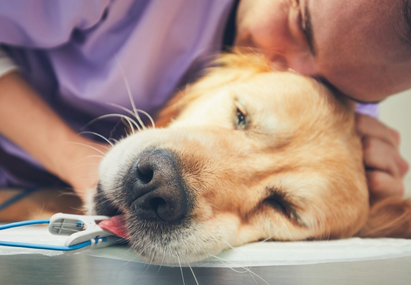 Dog in the animal hospital