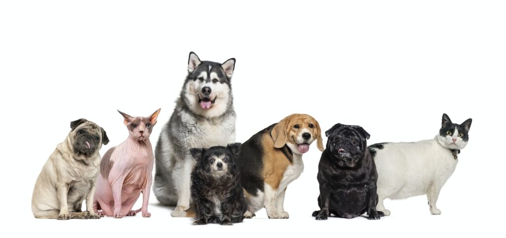 Group of fat, obese and old pets, dogs and cats in a row, isolated on white