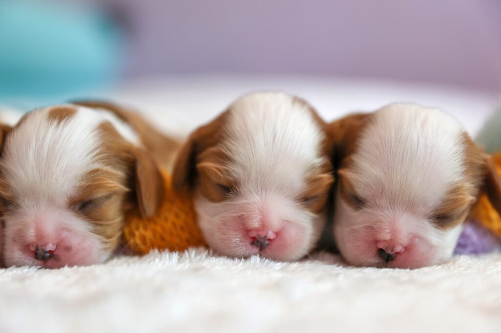 Little Newborn dogs puppies