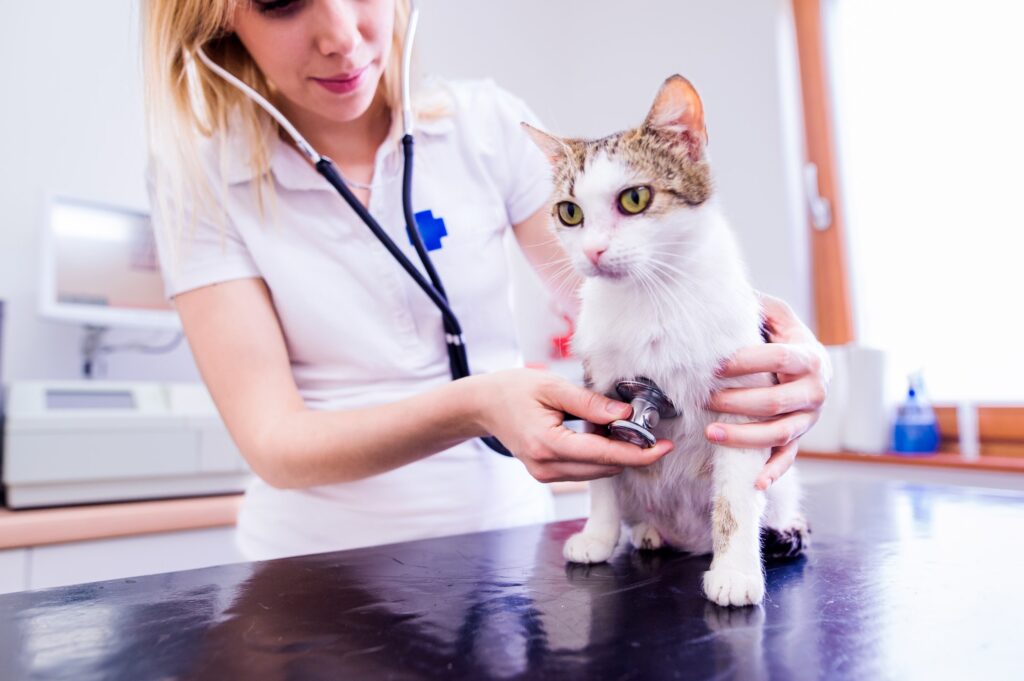 Veterinarian with stethoscope examining cat with sore stomach.