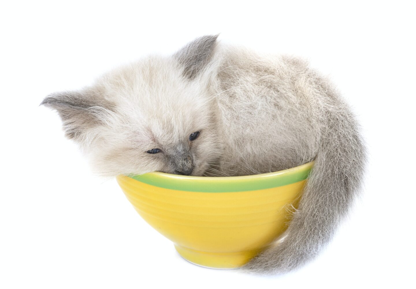 birman kitten in studio
