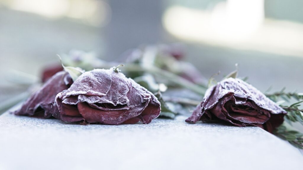 Frost on red roses laid on a lonely gravestone.