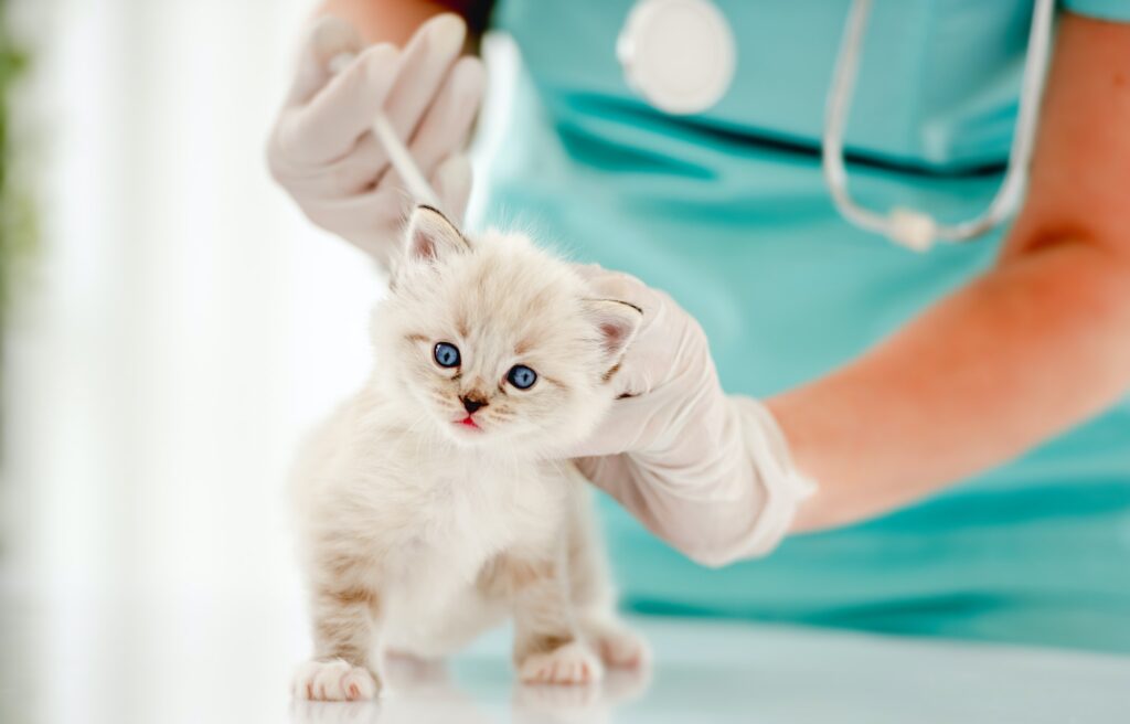 Ragdoll kitten at veterinerian clinic