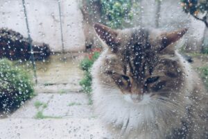 Sad cat outside the window with drops of rain