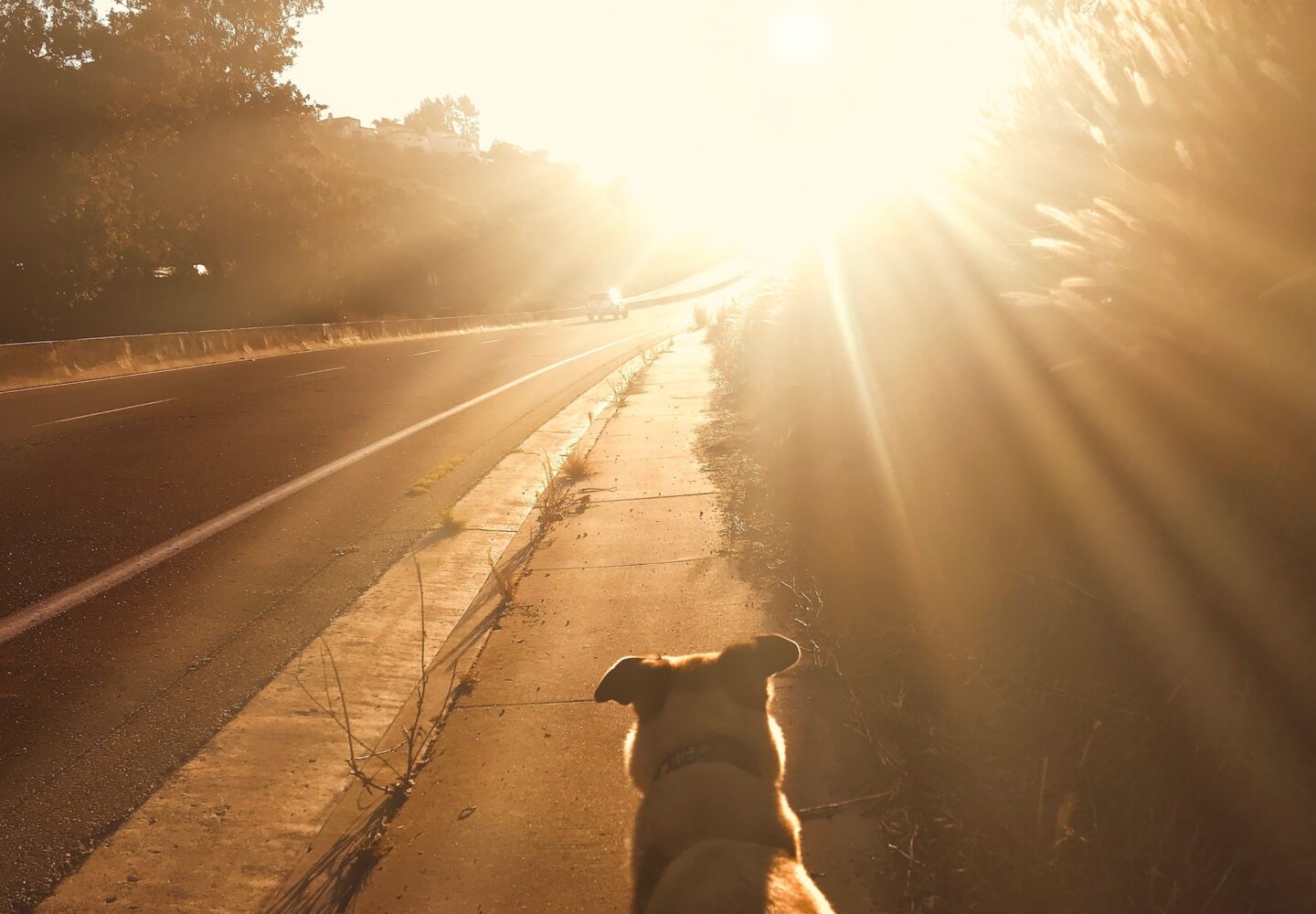 Walkng the dog at golden hour! tonythetigersson, Tony Andrews Photography dog heaven life death