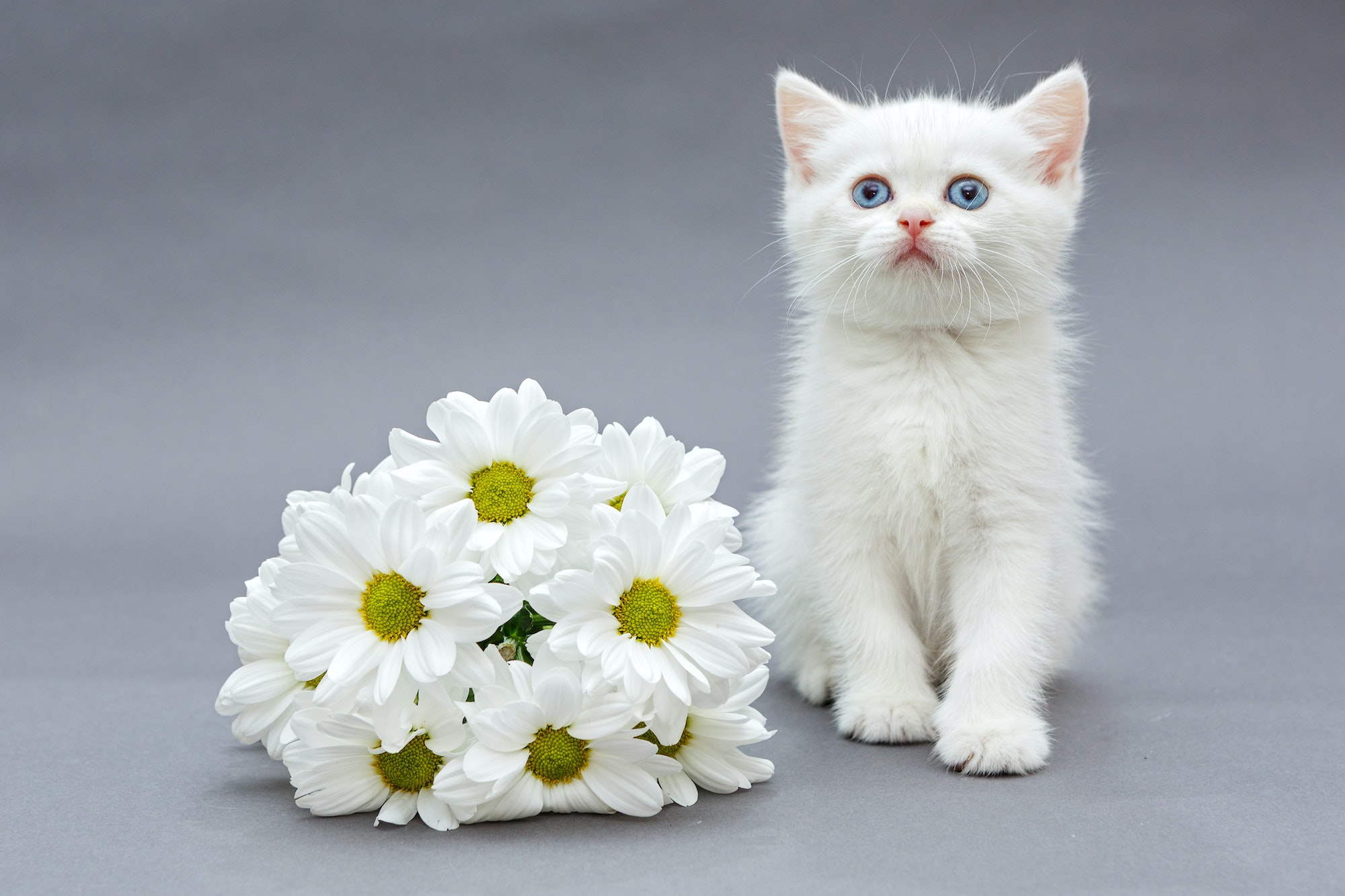 White British kitten and daisies