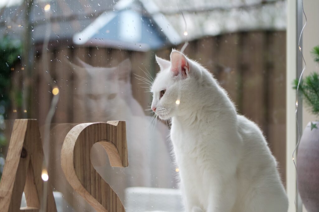 White cat sitting in the window.
