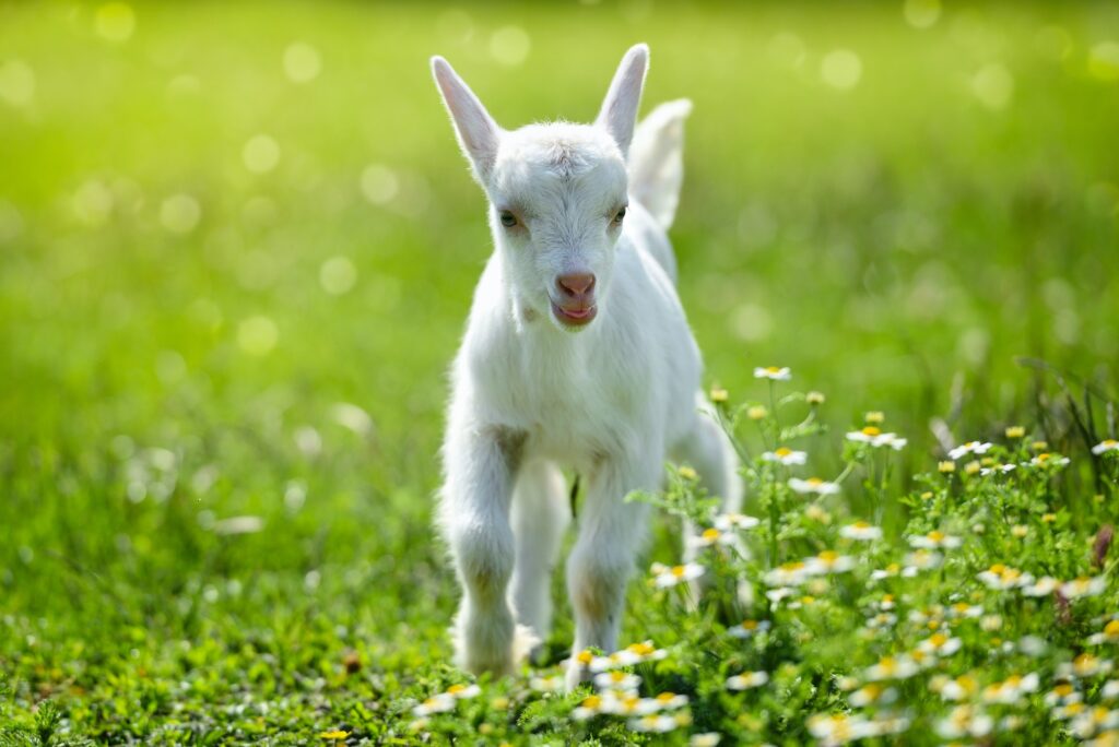 White little goat standing on green grass in the rainbow bridge world