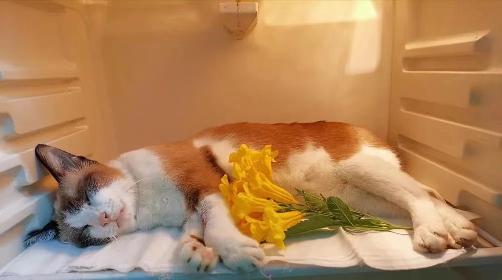sudden cat death 1