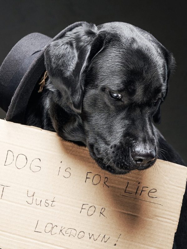 Fashionable and sad dog with hat and cartoon sign with a text